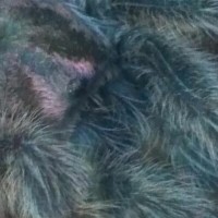 Grammostola rosea