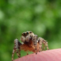 Salticidae