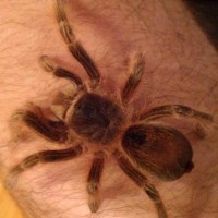 Aphonopelma seemanni?