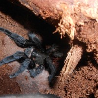 Brachypelma Vagans