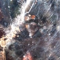 avicularia sex?