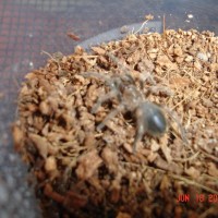 B. Smithi sling