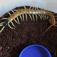 Scolopendra heros heros