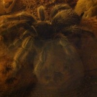 Grammostola Rosea