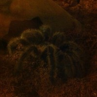 Grammostola Rosea