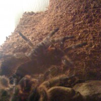 Grammostola Rosea