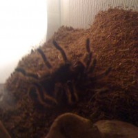 Grammostola Rosea