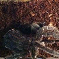 Grammostola Rosea