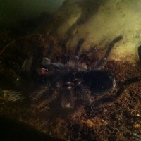 Grammostola Rosea