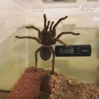 Theraphosa Strimi