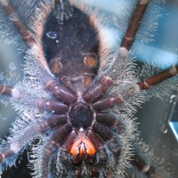 Avicularia urticans