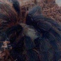 Aphonopelma hentzi