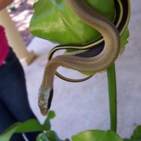 cave dwelling ratsnake 14