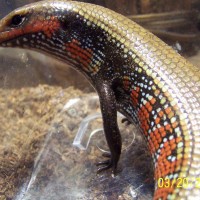 fire skink 11