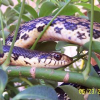 malagasy giant hognose 5