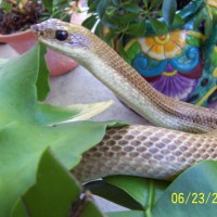 malagasy golden hognose 14