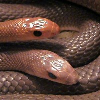 red spotted beaked snake 10