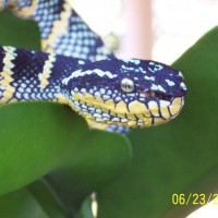 waglers viper 14