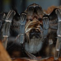 Aphonopelma seemanni - Costa Rican Zebra