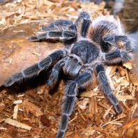 Lasiodora difficilis - Brazilian Fire Red