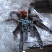 Avicularia Versicolor - Martinique Tree Spider