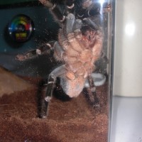 A. seemanni Female I think?