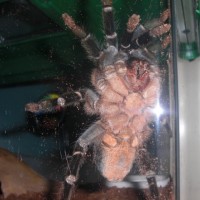 A. seemanni Female I think?