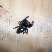 Phidippus audax