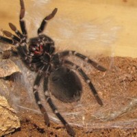 Leo getting ready to molt