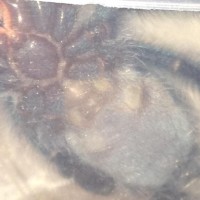 A. versicolor male or female?