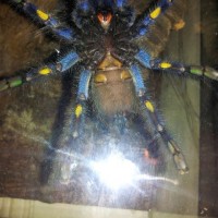 Poecilotheria metallica female?