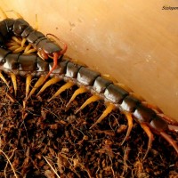 Scolopendra subspinipes