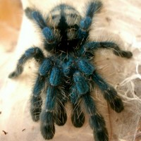 Avicularia versicolor