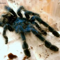 Avicularia versicolor