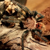 Chromatopelma cyaneopubescens