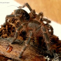 Grammostola pulchripes