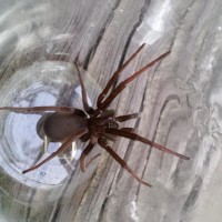 Unknown Spider