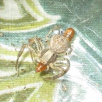 crabspider