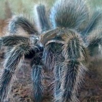 Grammostola rosea