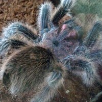 Grammostola rosea