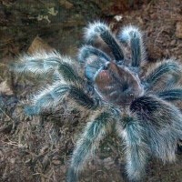 Grammostola rosea