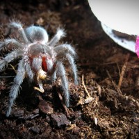 Grammostola pulchra 1in sling