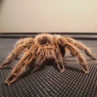 Grammostola rosea