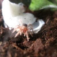 G. pulchripes sling