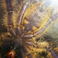 Lampropelma violaceopes sex