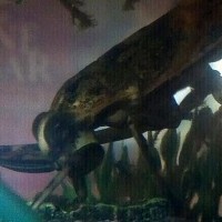 Giant water bug