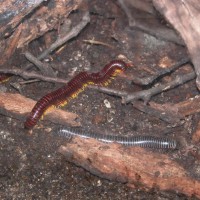 Inhabitants of the Enclosure