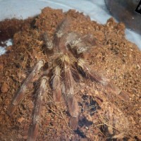 Poecilotheria smithi