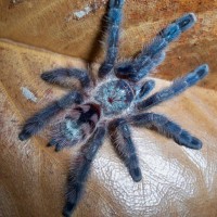 Avicularia versicolor