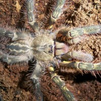 Poecilotheria ornata